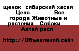 щенок  сибирский хаски › Цена ­ 12 000 - Все города Животные и растения » Собаки   . Алтай респ.